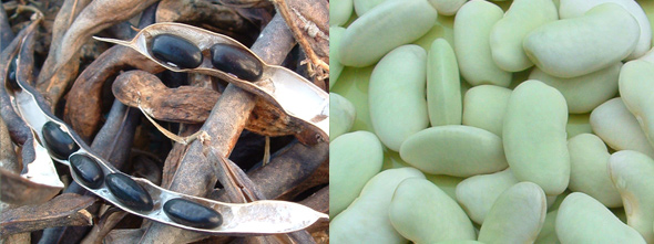 Bohnenbad | Garten des Lebens