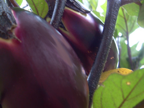 Aubergine "Frühviolette" art_aubergine-frueh