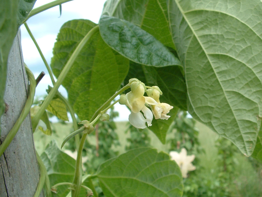 Flageolet-Bohne Chevrier Vert