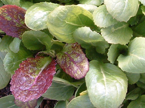 Asia Greens art_asiagreen