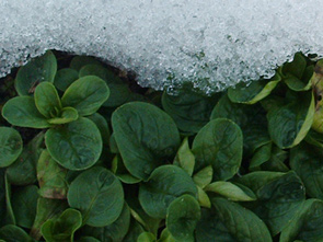 Feldsalat art_feldsalat