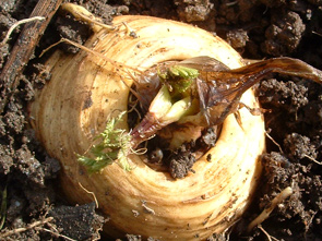 Pastinake im März art_pastinake-maerz