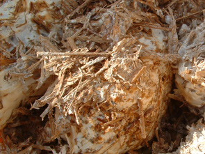 Pilzmyzel von Austernpilzen workshop_pilz-myzel