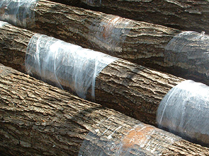 Impfstellen mit Folie umwickelt workshop_pilz-staemme