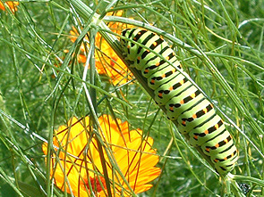 Raupe Schwalbenschwanz art_nikodemus_raupe