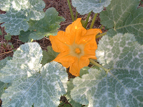 Romänische Cremefarbige art_gartenkuerbisse_rom-cre