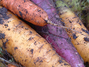 Gelbe Pfälzer, violette Zanahoria Morada, orange Nantasie-Karotte