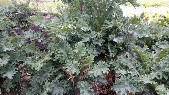 Sibirischer Kohl / Red Russian Kale