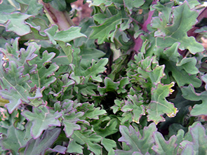 Sibirischer Kohl art_sibirischerKohl-kl