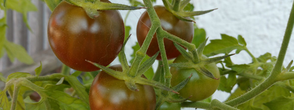 Ernte 2018 10 Samen "Fleischtomaten" beliebte Sorten Tomatensamen 
