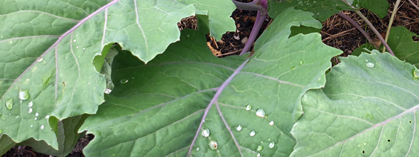 Kohlrabiblätter