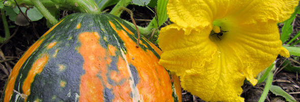 Kürbisse werden durch Insekten befruchtet