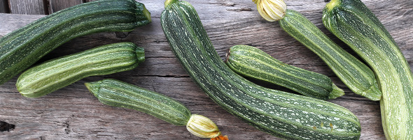 Zucchini Costata Romanesco