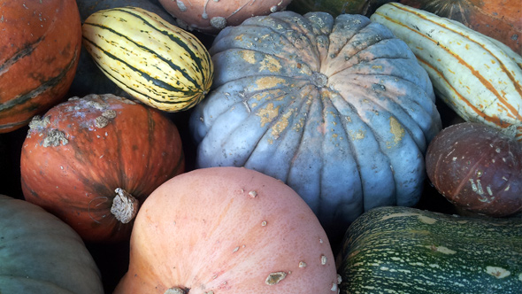 Kürbisvielfalt
