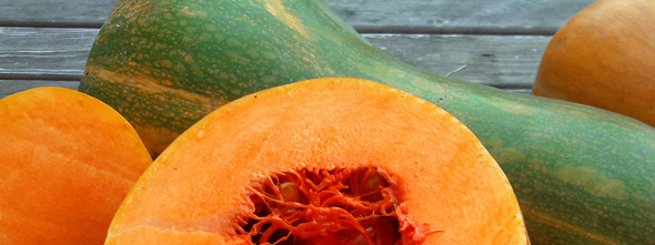 Muskatkürbis Butternut Sonca Muskatkürbis Butternut Sonca