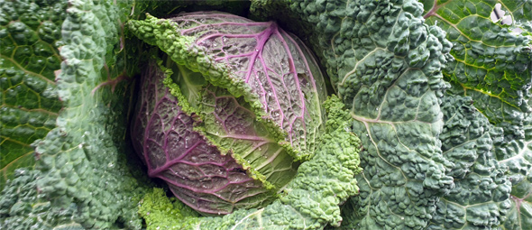 Wirsingkohl Moretta di Verona