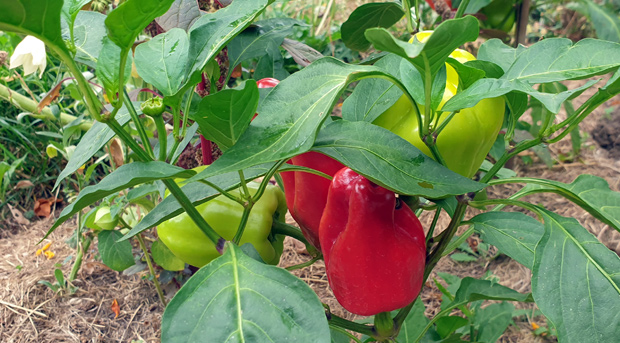 Paprika Neusiedler Ideal