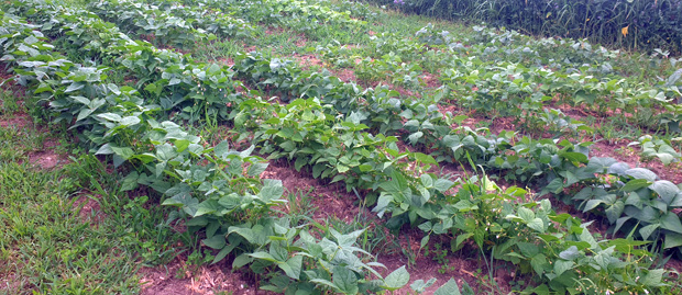 Vergleichsanbau Buschbohnen