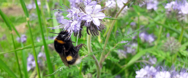 Hummel an Phacelia Bienenfreund