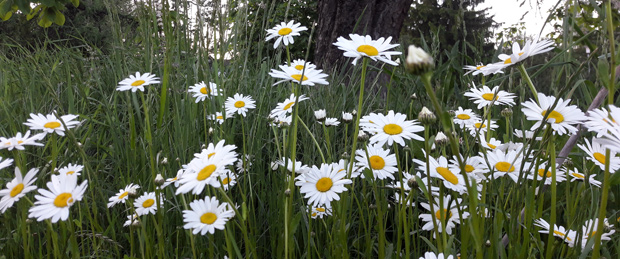 Mit der Wiesenmargerite monotonen Rasen in Blühflächen verwandeln